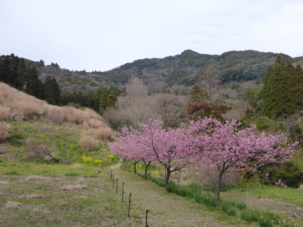 ガイドプラン　嵯峨山から鋸山