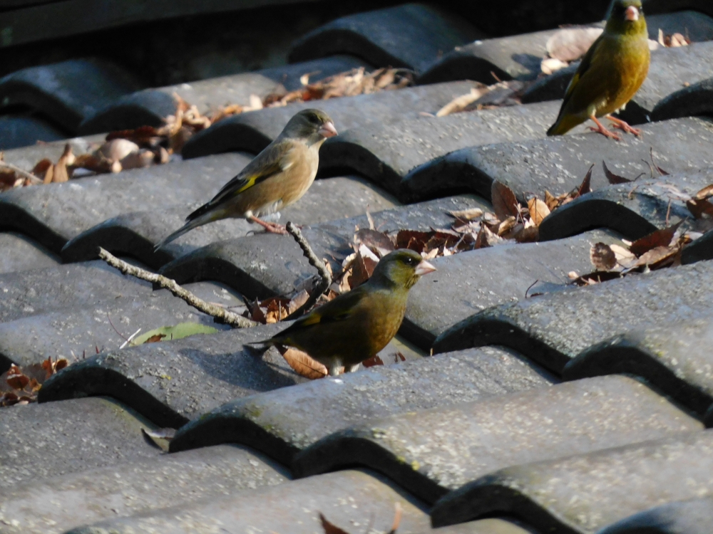国分寺緑地の小鳥たち