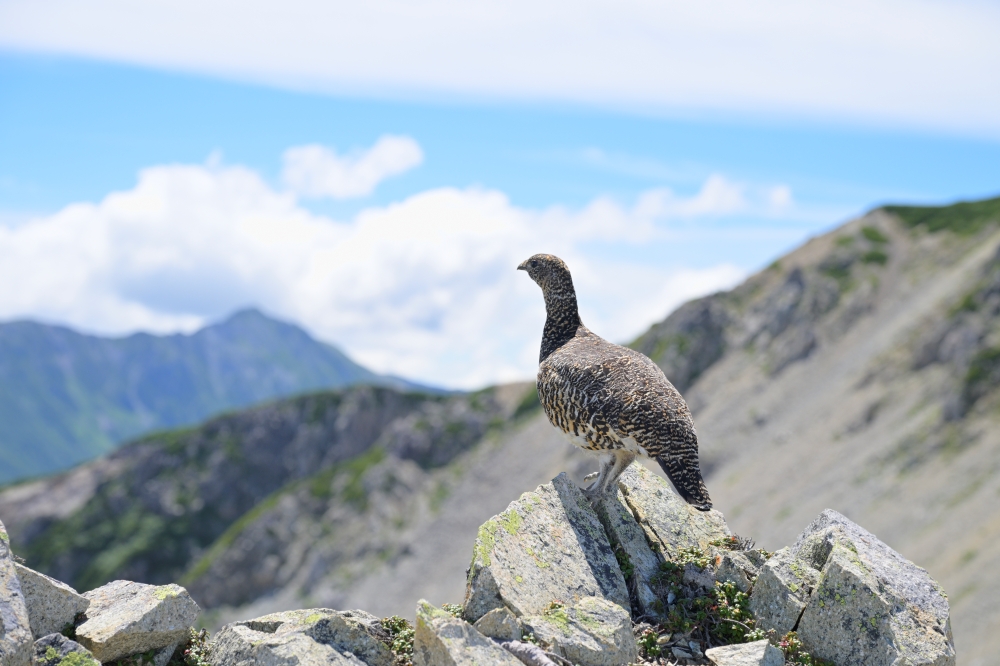 夏山シーズン前半に登った山