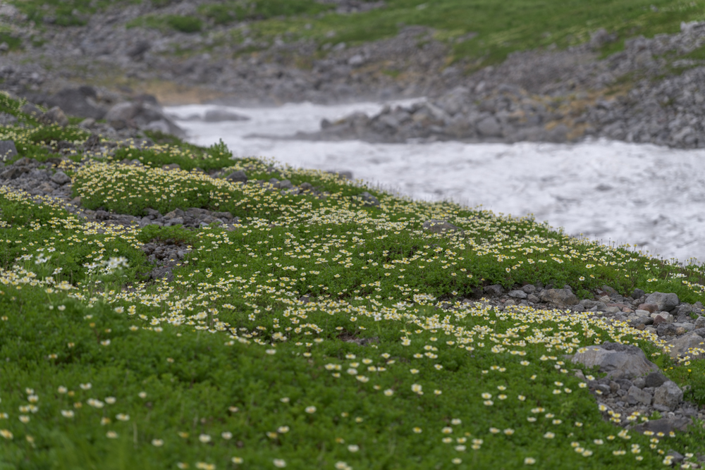 2026年あけましておめでとうございます