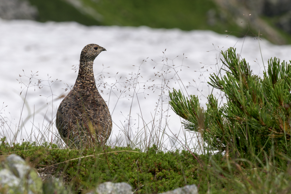 2026年あけましておめでとうございます