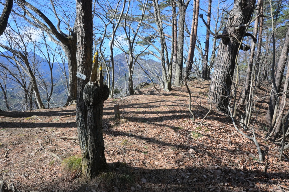 ガイドプラン 高川山
