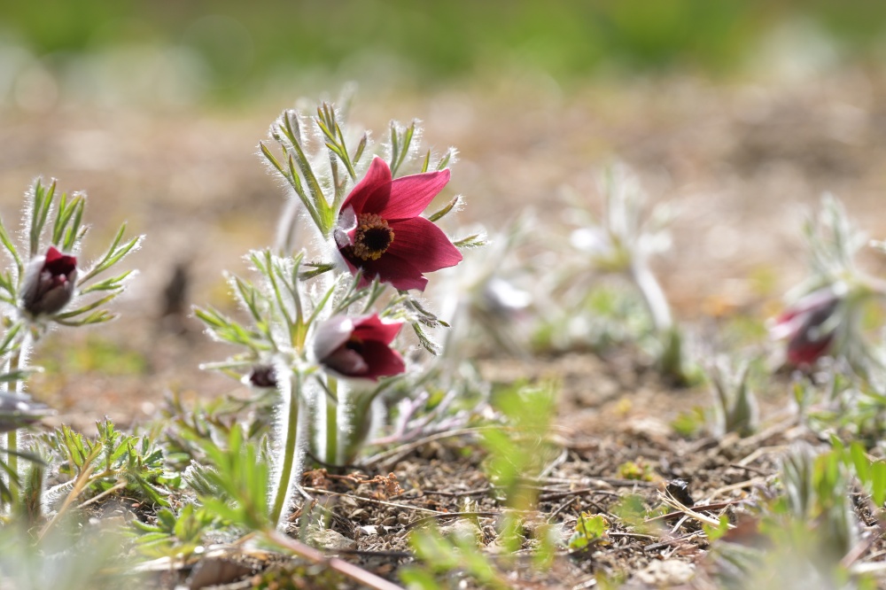 ガイドプラン　神成九連峰から鍬柄岳