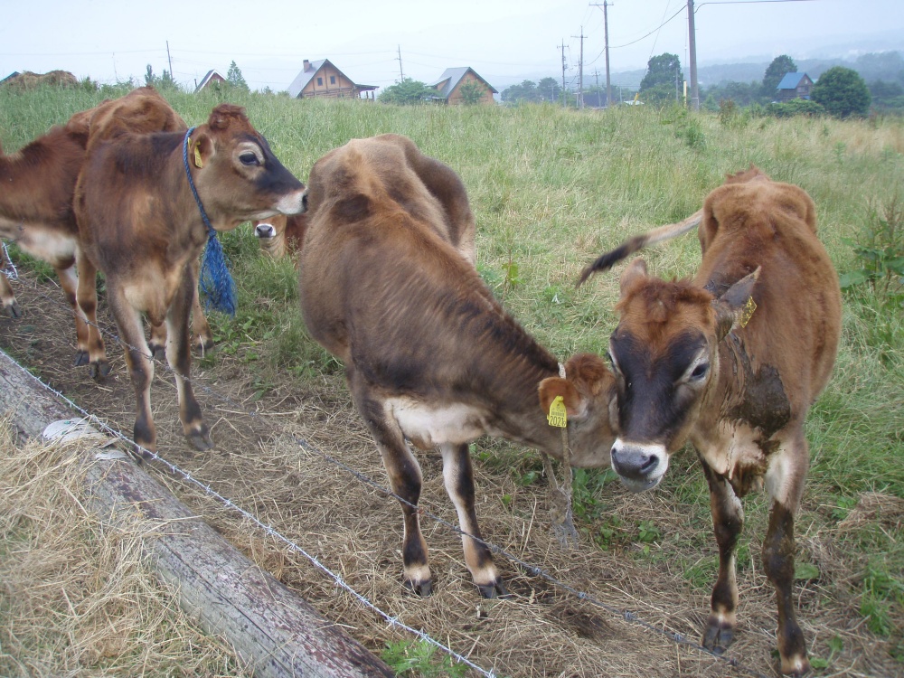 ガイドプラン　上蒜山